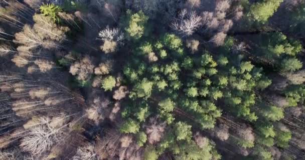 春の森の上の動画 田舎道と耕地 春の季節と農業の仕事 生態系の概念 松の木 そうだ 高品質のフルHd映像 — ストック動画
