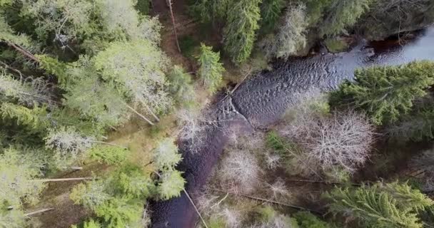 Сверху Вниз Видео Реки Текущей Весеннем Лесу Красивая Темная Река — стоковое видео