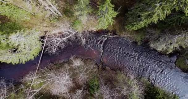春の森の中を流れる川を見下ろす カメラを持って行く 美しく暗いとねじれ川をスムーズに流れる 生態学的概念 孤立した人はいない そうだ 高品質のフルHd映像 — ストック動画