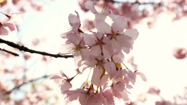 Kwitną Gałęzie Wiśni Poruszające Się Delikatnie Wietrze Promienie Słoneczne Przechodzące — Wideo stockowe