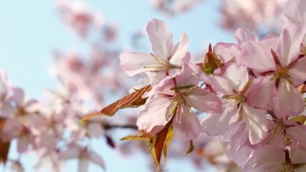 Красива Вишня Розквітне Дерево Сонячному Світлі Блакитним Небом Весняні Квіти — стокове відео