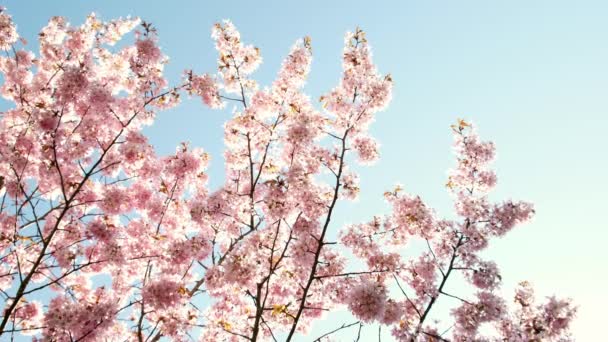 Wiosna Kwitnie Spadające Płatki Sakury Zapylanie Pszczół Odchyla Się Aparatem — Wideo stockowe