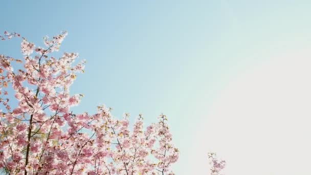 Flores Cerezo Rosadas Frescas Que Florecen Cálido Hermoso Día Primavera — Vídeos de Stock