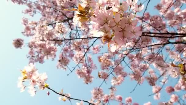 風にゆっくりと揺れる桜の枝 ピンクの背景 上に傾ける ピンクと青の色 サンシャイン さくらの花 満開の桜の木 新鮮なピンクの花 — ストック動画