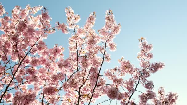 素晴らしい桜の森 ピンクと青の自然色 日本の春休みの概念 満開です 美しい春アプリコットの木が咲きます イースター新鮮なピンクの花の木 暖かい春の日 — ストック動画