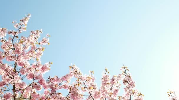 Концепция Цветения Сакуры Японская Сакура Смотрю Цветущую Вишню Розовые Цветки — стоковое видео