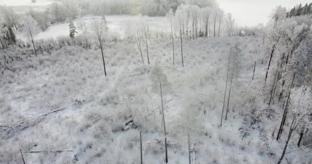 Вид Пташине Око Над Морозним Виноробним Лісом Прекрасне Світло Деревах — стокове відео
