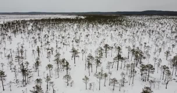 Wintermoorlandschaft Schneebedeckter Sumpf Kalter Winterabend Düsteres Wetter Schnee Und Eis — Stockvideo