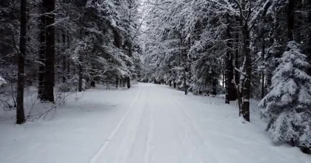 Vista Primera Persona Caminando Por Bosque Invierno Árboles Cubiertos Nieve — Vídeos de Stock