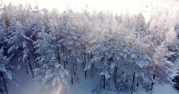 Flying Ski Hiking Tracks Overlooking Frozen Trees Forest Beautiful Cold — Stock Video