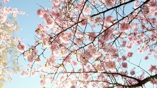 Piękne Drzewo Wiśni Słońcu Błękitnym Niebem Wiosenne Drzewa Kwiatowe Kwiat — Wideo stockowe
