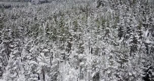 Zmrzlý zimní les pokrytý sněhem. Letecké záběry z bezpilotních letounů letící nad zasněženým lesem. Přikryté silnou vrstvou čerstvě načechraného sněhu. Borovice se sněhem a ledem. .