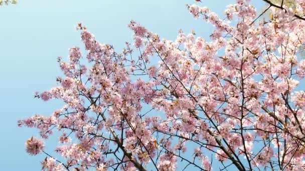 真っ青な空にピンクの桜 柔らかな風に揺れる桜の枝 桜の花に金色の太陽があります 春には桜 イースター — ストック動画