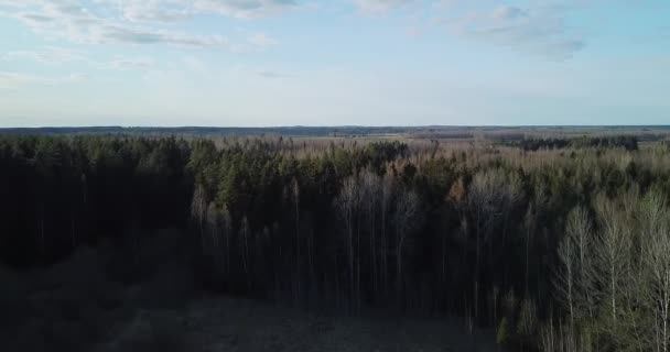 Printemps avec des pins. Belle forêt, concept écologique. La forêt de pins dans une nature. Terre verte. Je m'incline avec la caméra. Concept de randonnée et de voyage. Belle forêt printanière.