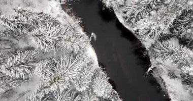 Top-down aerial footage over snow covered forest and black river. Flying over pine trees with snow and ice. Beautiful winter landscape after heavy snowfall. Slow motion between trees.