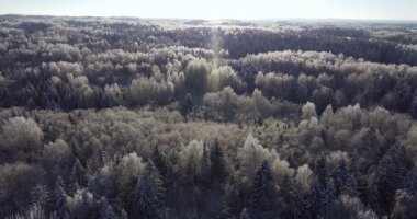 Winter flying. Slowly tilting down with the camera, overlooking cold frosty landscape. Aerial view with trees covered in heavy snow. Icy frosty treetops. Snowflakes sparkling in the sunlight.