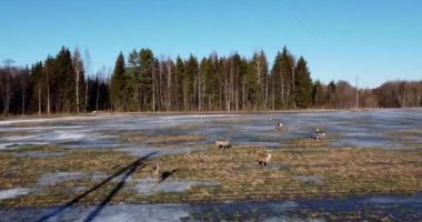 Herd of roe deers standing and running on snowy ice field. Deers running and looking. Flying over wild animals. Wildlife. Wild roe deer in nature. European roe deer. Eating food. Cold winter morning. 