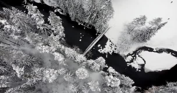 Camera Slowly Tilting Overlooking Black Flowy River Frozen Forest Frosty — Video Stock