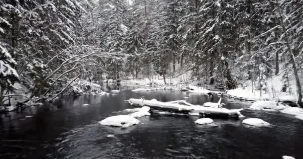 Flying Slowly Flowing Steady Winter River Exiting Snow Covered Forest — Αρχείο Βίντεο