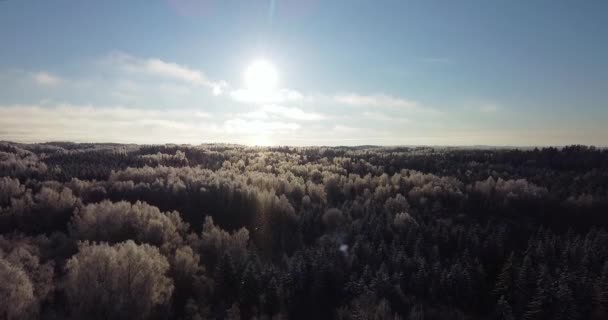 Zimní Mrazivá Krajina Pomalu Přeletěl Přes Zasněžený Les Studený Východ — Stock video