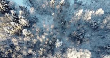 Bright sunny landscape with treetops covered in snow and ice. Flying from forest over to meadow overlooking little wooden cabin in the forest. Log cabin. Cold winter morning. Sunrays in the treetops.