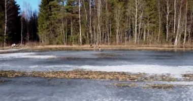Herd of roe deers running into the forest. Wild nature animals. Roe deers slowly and carefully exiting into the woods. Free wild animals. European roe deer. Sensing danger. Capreolus.