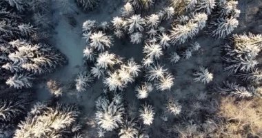 Top down footage over cold and frosty forest. Wood covered with snow. Frozen landscape. Sunshine is shining. Snowing and cold temperature. Winter forest snow. Pine trees landscape. Winter wonderland