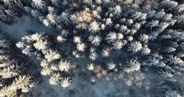 Slowly flying over snow covered forest. Beautiful wintery landscape. Winter season snowy wood. Breathtaking natural landscape. Snowy fields and sunshine on the treetops. Frozen forest and land.