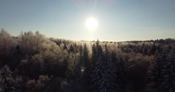 Slowly Looking Snow Covered Forest Flying Icy Frosty Forest Winter — Stock video