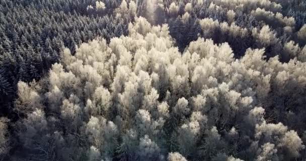 Breathtaking Winter Landscape Drone Flying Frozen Forest Treetops Sunshine Frost — Stock video