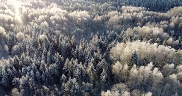 Fiocchi Neve Scintillanti Alla Luce Del Sole Paesaggio Magico Invernale — Video Stock