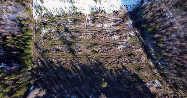 Top View Deforestation Aerial Drone View Forest Destroyed Winter Landscape — Vídeos de Stock