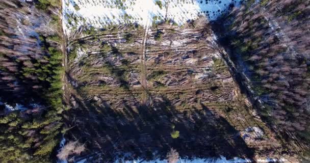 Top View Deforestation Aerial Drone View Forest Destroyed Winter Landscape — Stock video