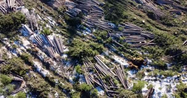 Close Cut Forest Flying Trees Stacked Together Deforestation Global Warming — Vídeos de Stock