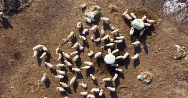 Aerial Drone View Sheep Flock Sheep Running Meadow Sheeps Running — Vídeo de Stock