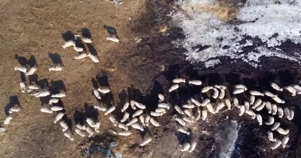 Aerial Drone Shot Flying Flock Sheep Animals Eating Sleeping Winter — Stock video