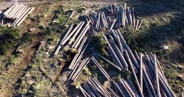 Aerial Footage Cut Forest Deforestation Cut Trees Deforestation Area Dead — Stockvideo