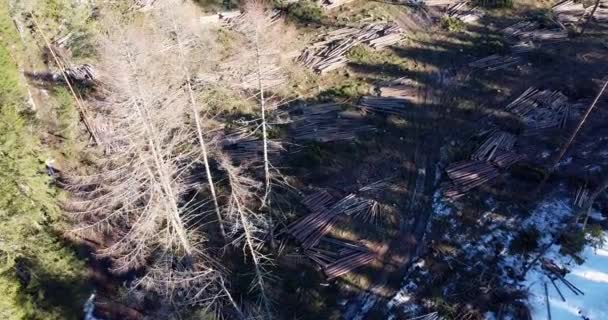 Aerial Footage Deforestation Forestry Lumber Industry Cutting Wood Forest Deforestation — Stock Video