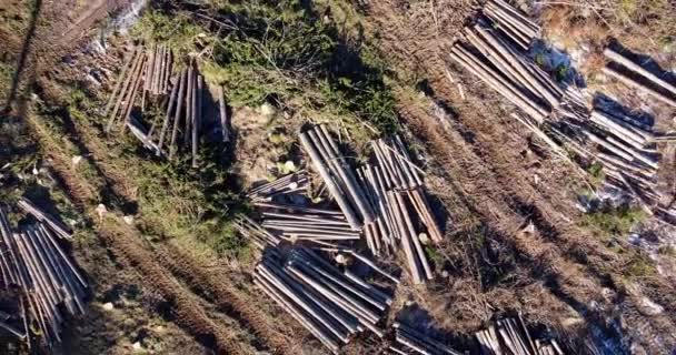 Zooming Out Cut Forest Ecology Destruction Concept Trees Stacked Together — Stock video