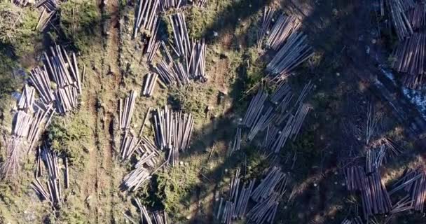 Drone Flying Cut Wood Deforestation Wood Industrial Harvest Cutting Forest — Stock video