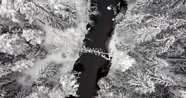 Létání Nad Černou Řekou Zasněženým Lesem Vršky Stromů Ledem Sněhem — Stock video