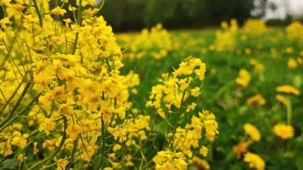 野生の黄色の花 美しい黄色の光を持つフィールドの牧草地の花 風に揺れるデイジー そうだ 高品質4K映像 — ストック動画