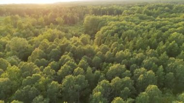 4K, hava manzaralı, yeşil tüylü orman üzerinde uçuyor. Güzel gün batımı manzarası. Yoğun ekilmiş orman. Sabah veya akşam güneşi. Havadan ve dinamik olarak zengin bir orman. Uçan İHA. - Evet. Yüksek kalite 4k görüntü
