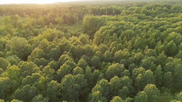 Aerial View Flying Green Fluffy Forest Beautiful Sunset Landscape Densely — Stock Video