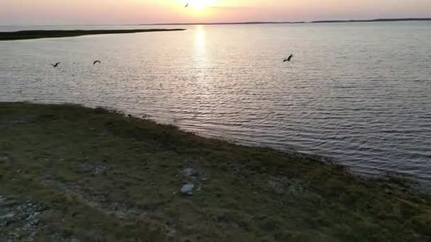 鳥が海を飛んでいる 背景の海と日没の上を飛んで空中ビュー 海に浮かぶ小さな島 鳥がカメラの前を飛んでいる きれいな水だ 高品質4K映像 — ストック動画