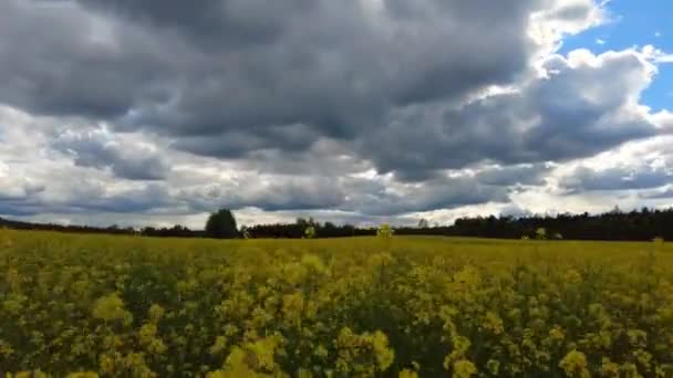 Časový Rozvrh Nad Řepkovým Polem Mraky Pohybují Nad Kvetoucím Polem — Stock video