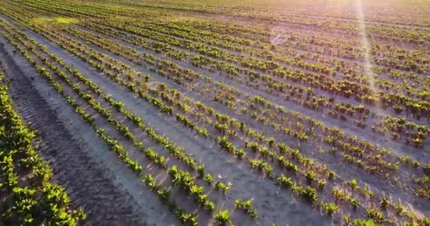 Imagens Cinematográficas Aéreas Drone Voando Sobre Campo Trigo Durante Pôr — Vídeo de Stock