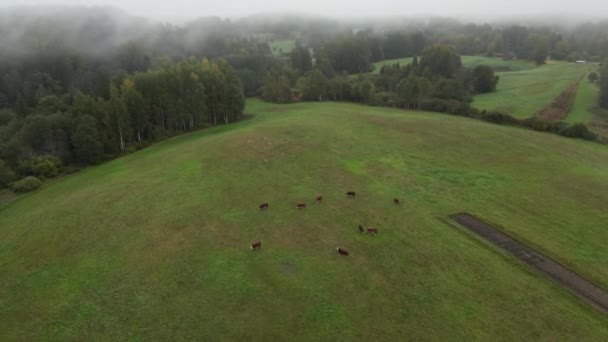 Luftaufnahme Der Rinderherde Auf Der Grünen Wiese Und Nebel Grüner — Stockvideo