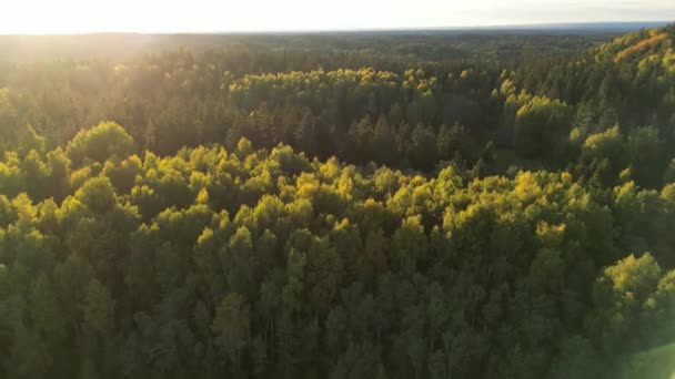 Fantastisk Solnedgång Färgad Höstskog Solen Skiner Mot Den Oändliga Skogen — Stockvideo