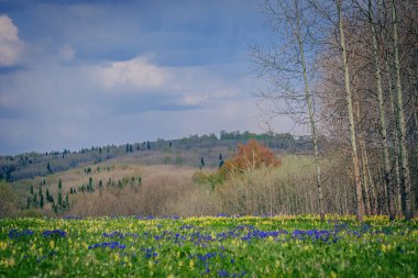 Salair 'de çiçek açmak. Altai bölgesi. Rusya